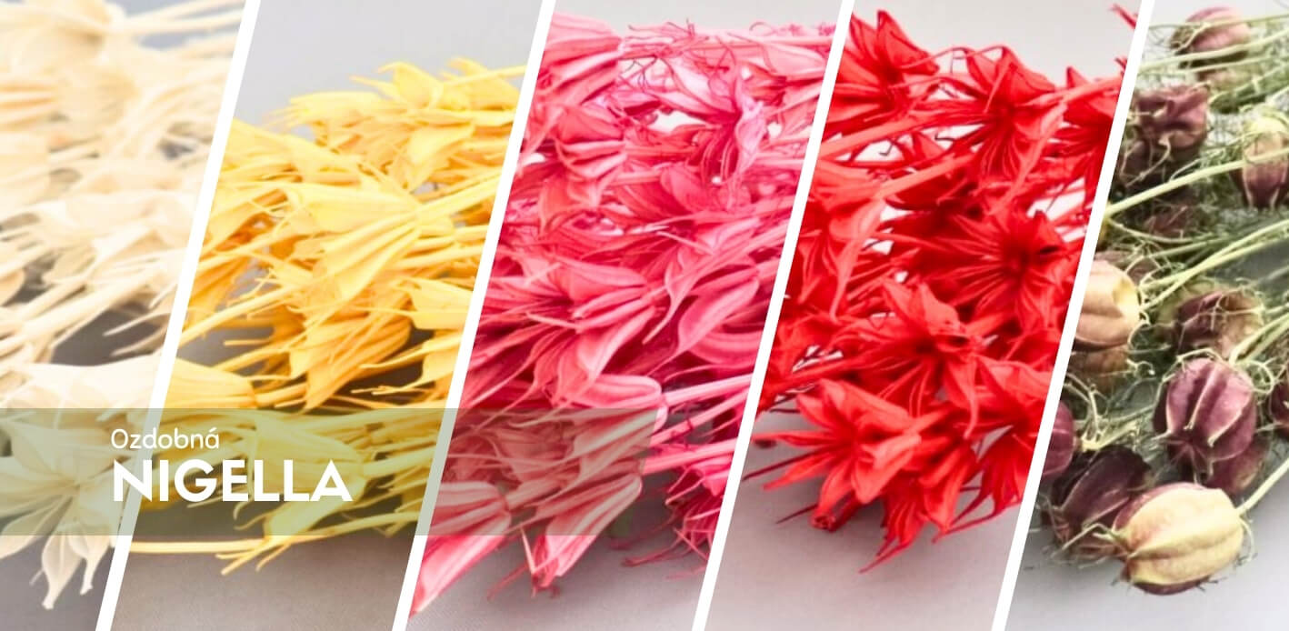 Sušená Nigella (Černucha) – rustikální krása pro vaše aranžmá